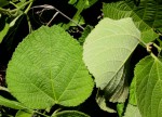 Grewia herbacea