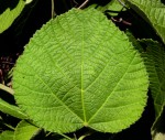 Grewia herbacea