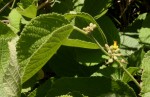 Grewia herbacea