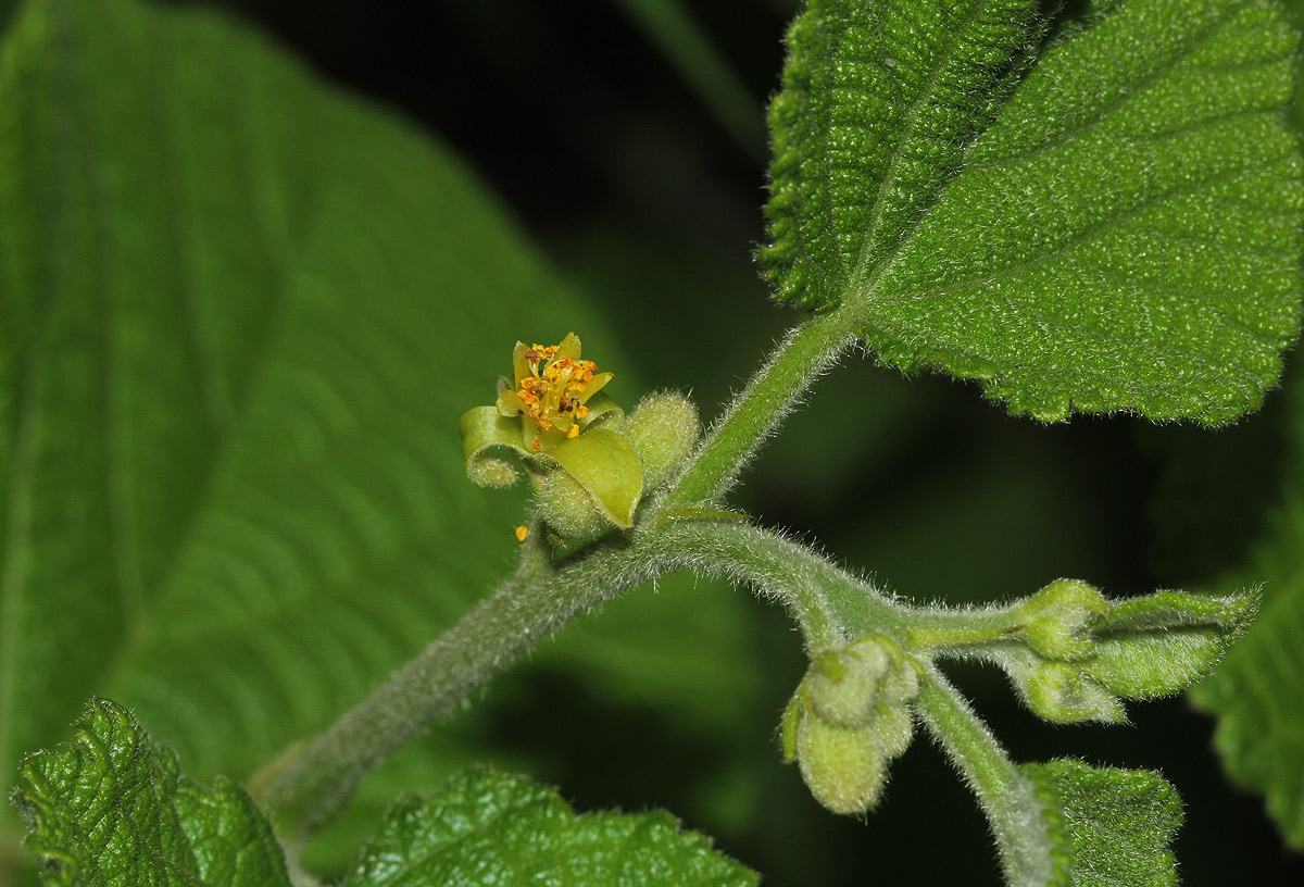 Grewia herbacea