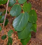 Grewia hexamita