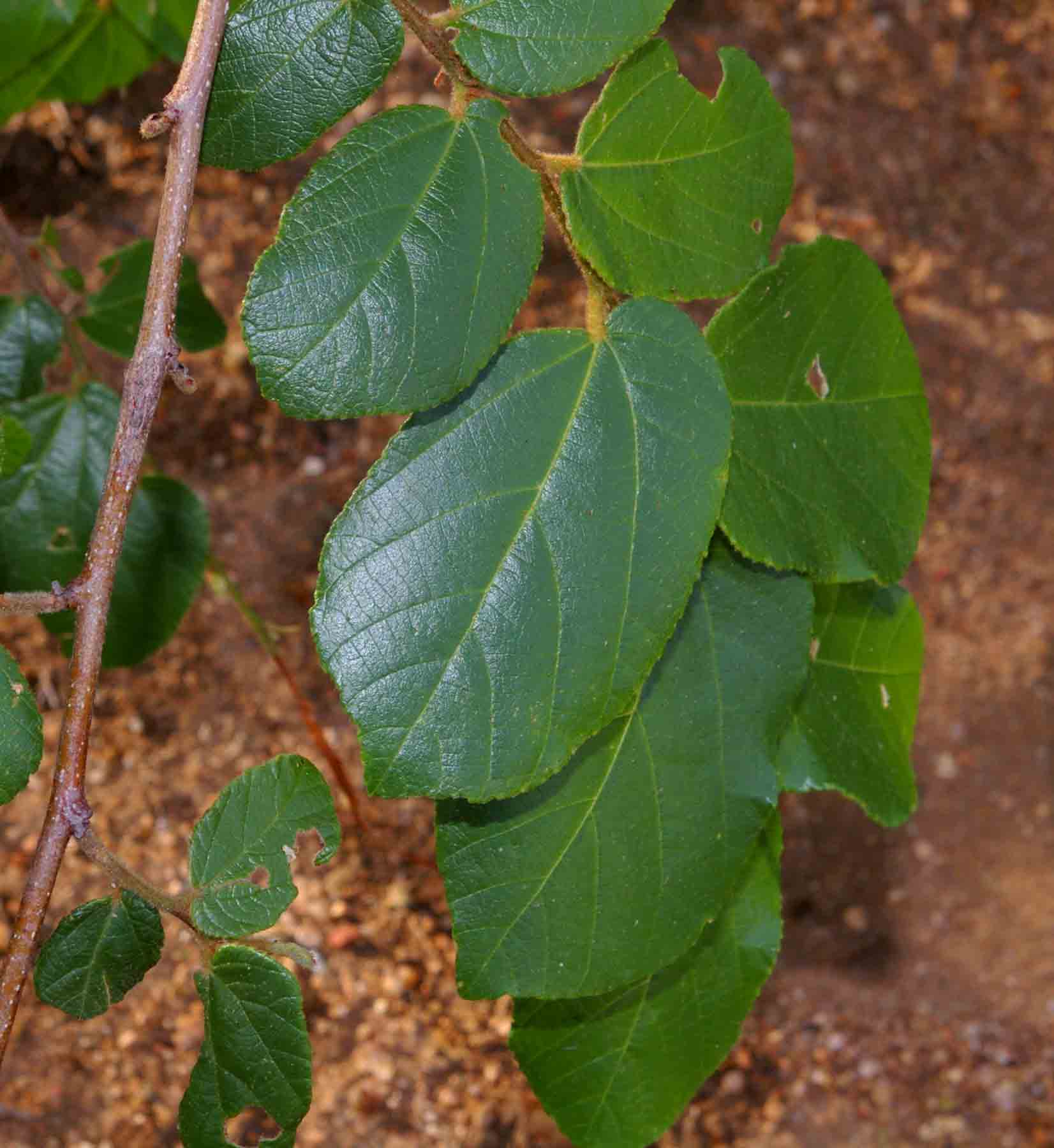 Grewia hexamita