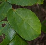Grewia hexamita