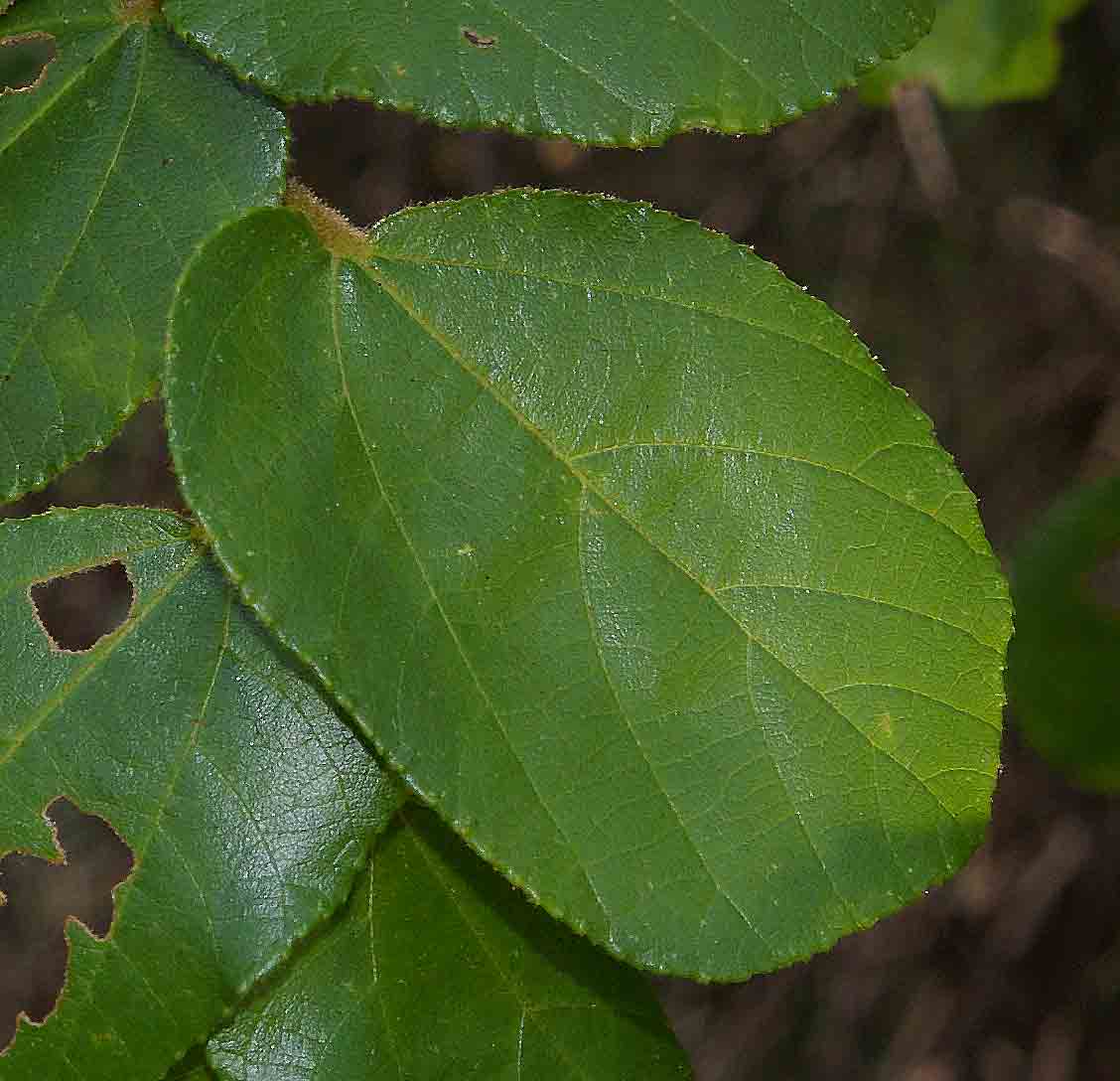 Grewia hexamita