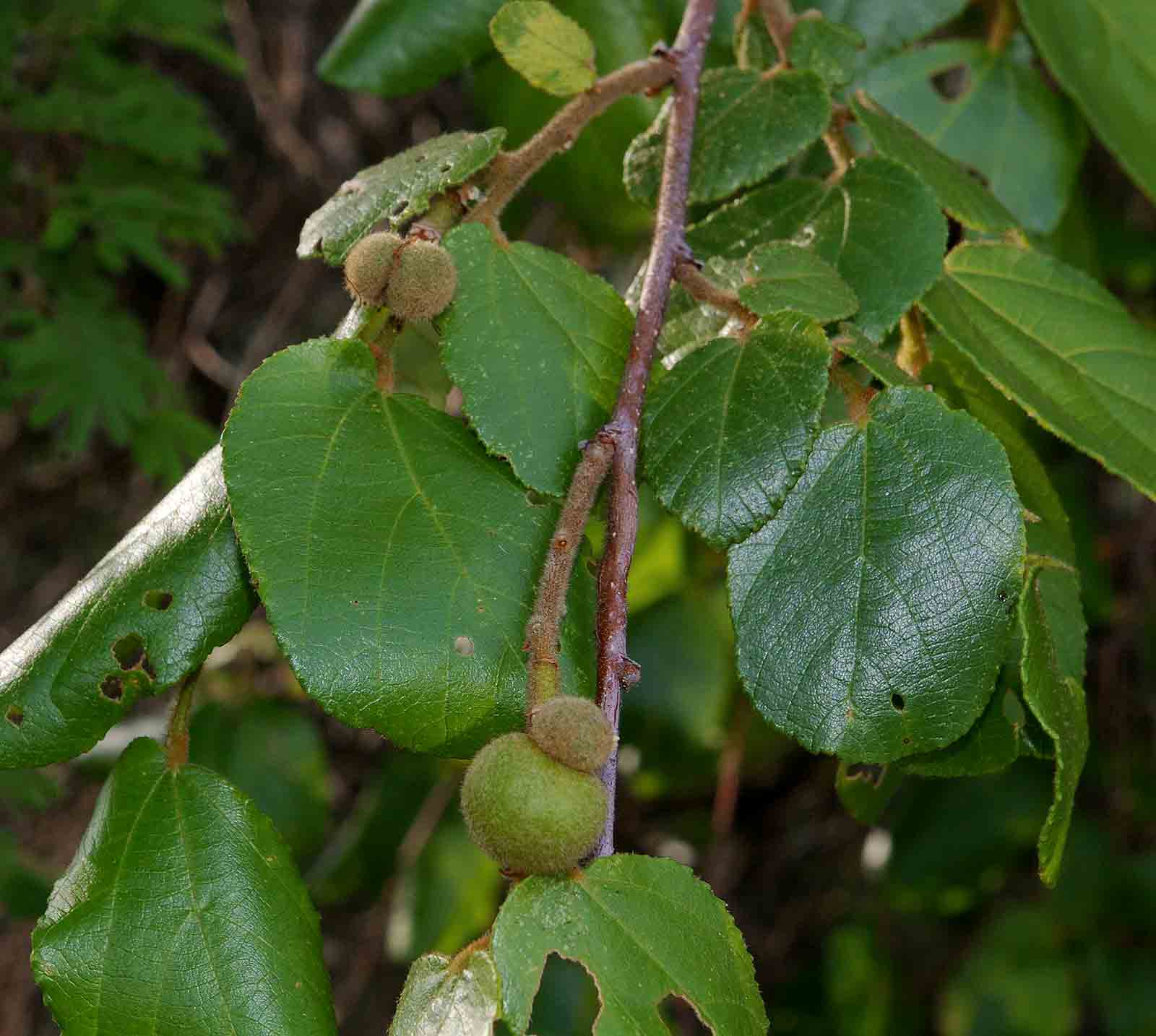 Grewia hexamita