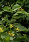 Grewia inaequilatera