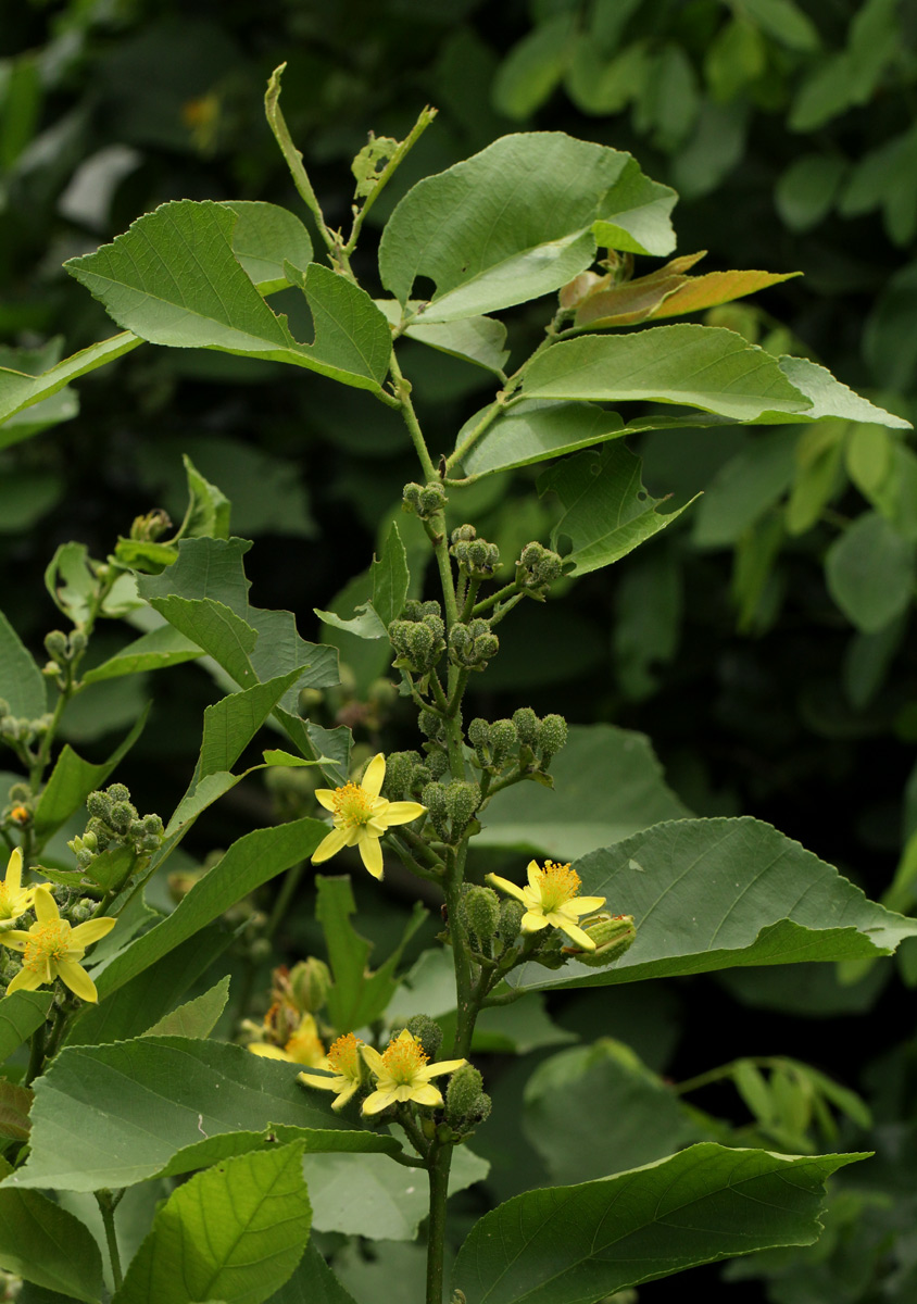 Grewia inaequilatera