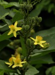 Grewia inaequilatera