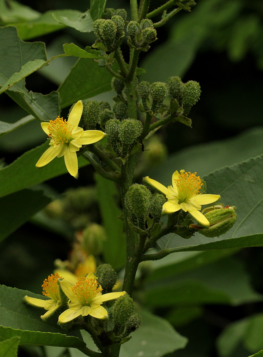 Grewia inaequilatera