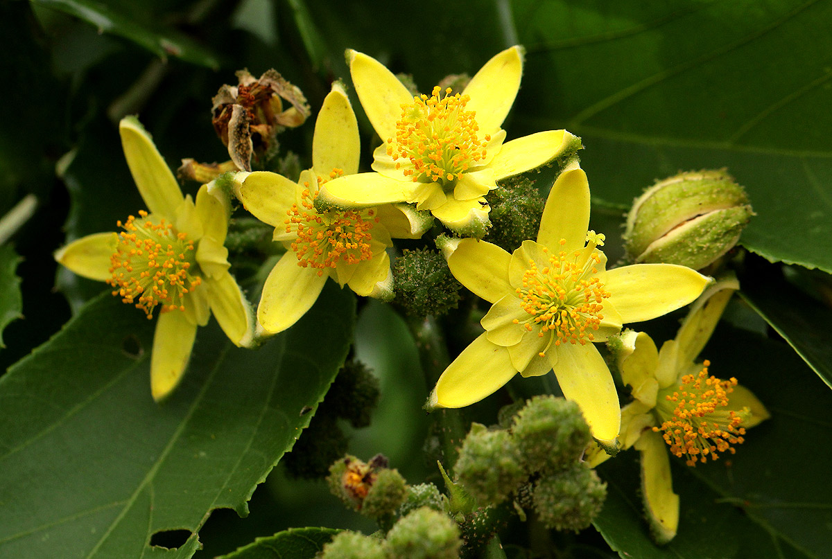 Grewia inaequilatera