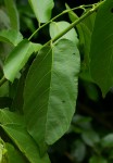 Grewia inaequilatera