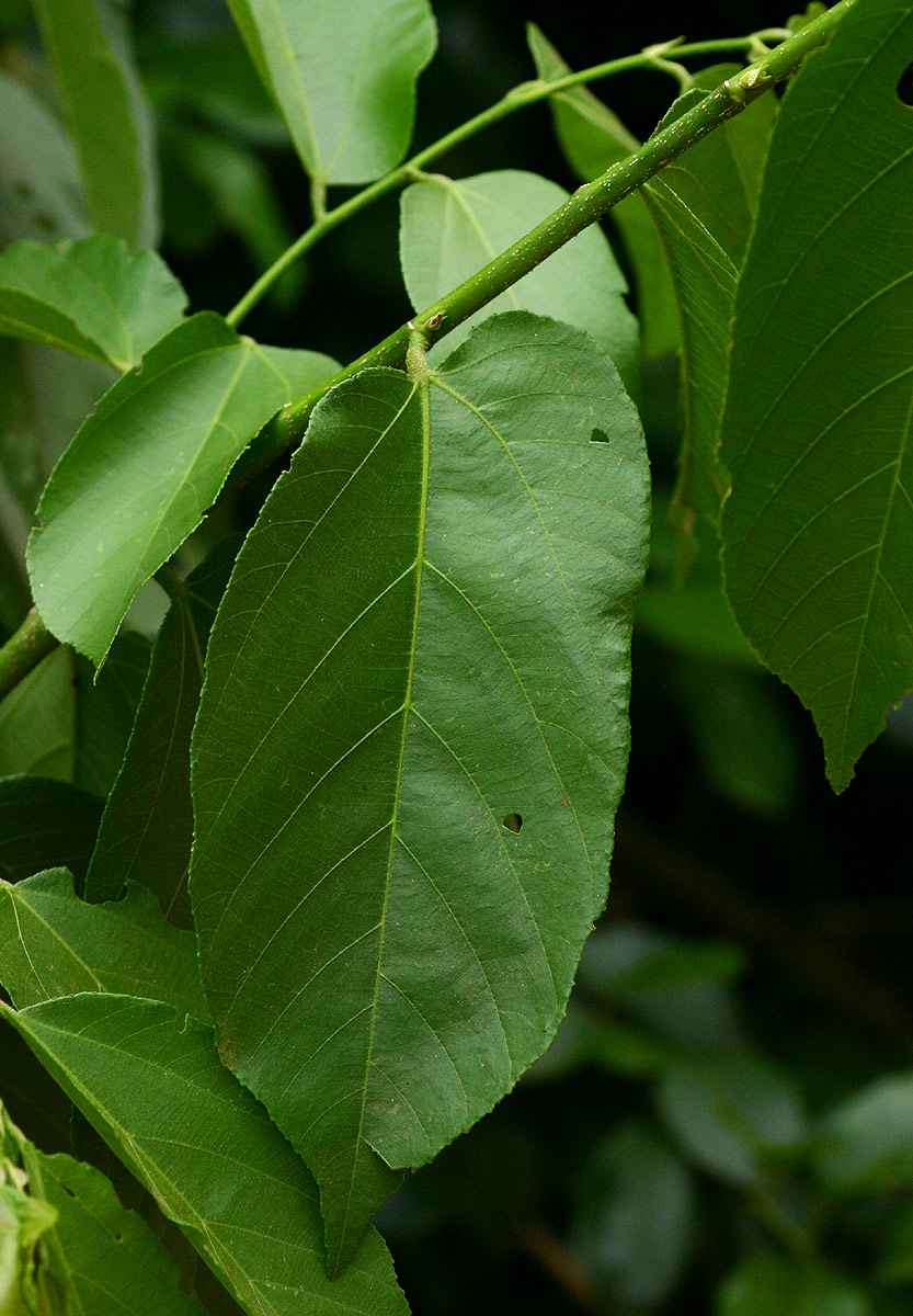 Grewia inaequilatera