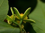 Grewia inaequilatera