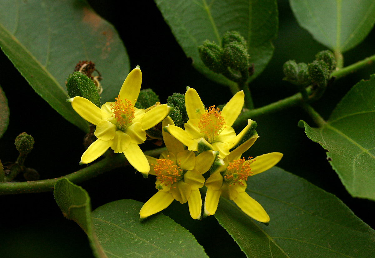 Grewia inaequilatera