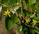 Grewia micrantha