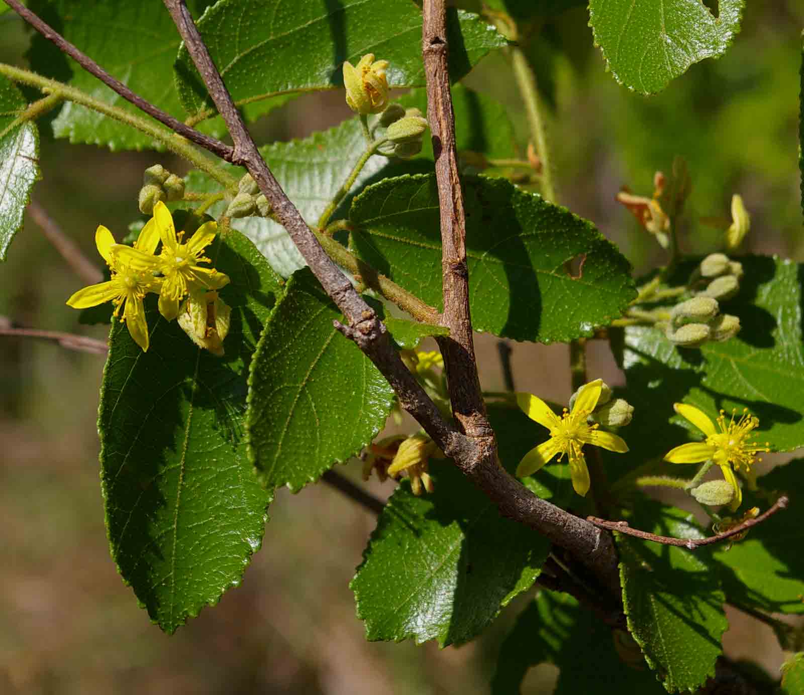 Grewia micrantha