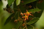 Grewia micrantha