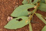 Grewia micrantha