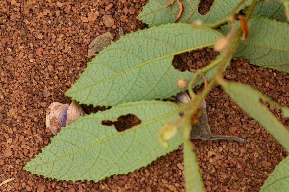 Grewia micrantha