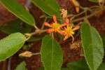 Grewia micrantha