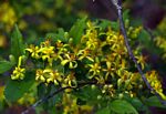 Grewia microcarpa