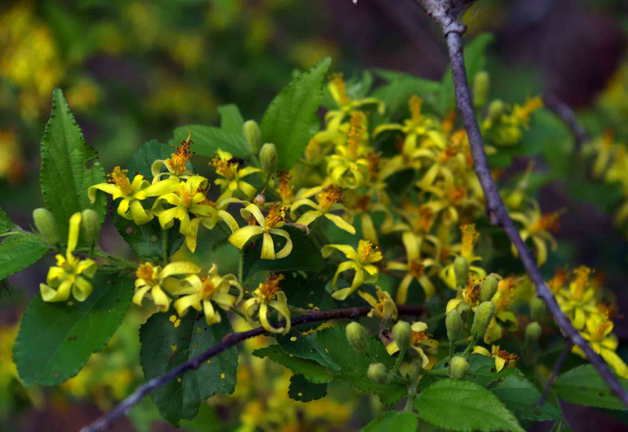 Grewia microcarpa