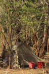 Grewia microcarpa