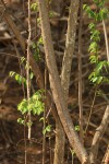 Grewia microcarpa
