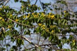 Grewia microcarpa