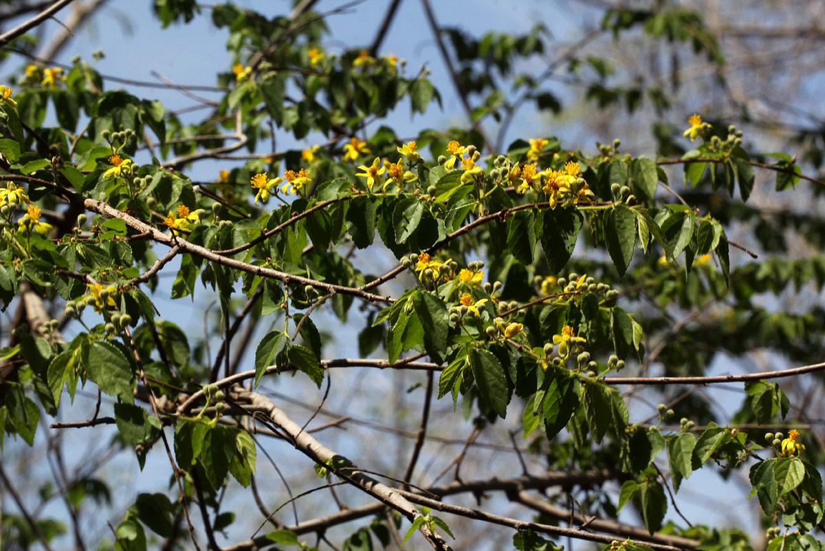 Grewia microcarpa