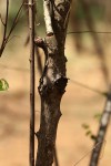 Grewia microcarpa