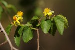 Grewia microcarpa