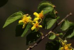 Grewia microcarpa