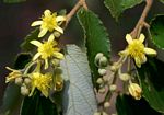 Grewia monticola