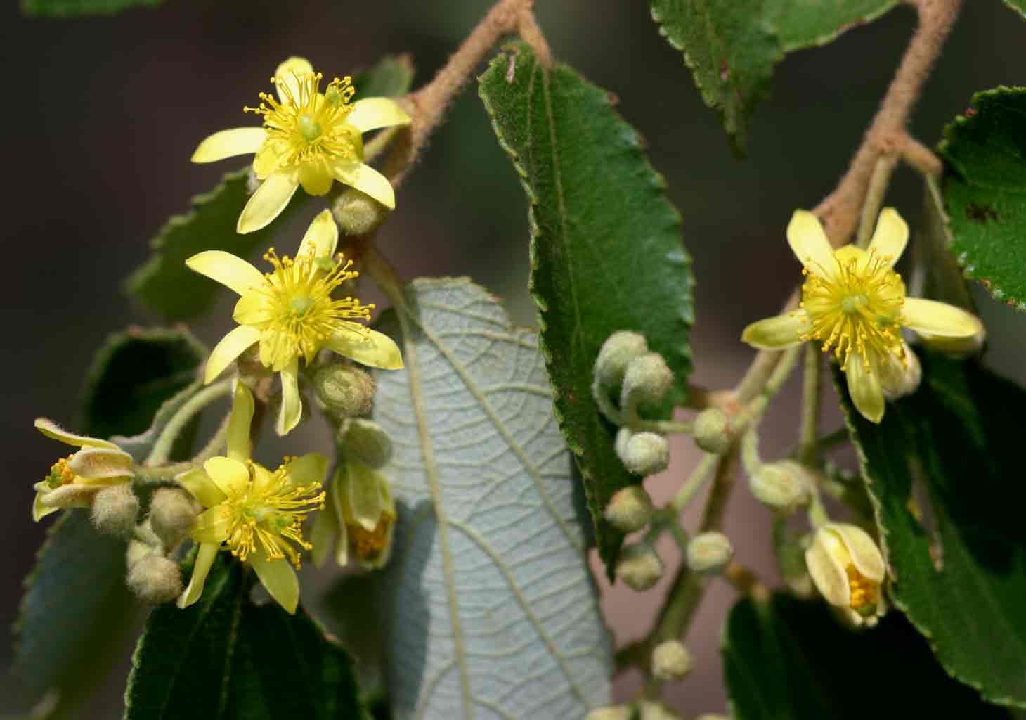 Grewia monticola