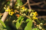 Grewia monticola