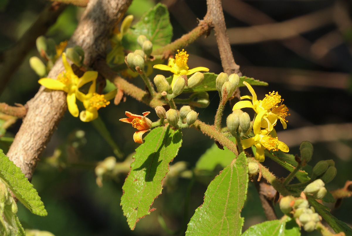Grewia monticola