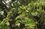 Grewia monticola