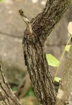 Grewia monticola