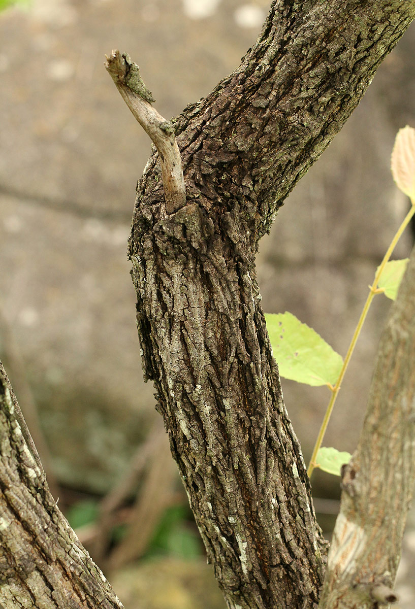 Grewia monticola