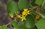Grewia monticola