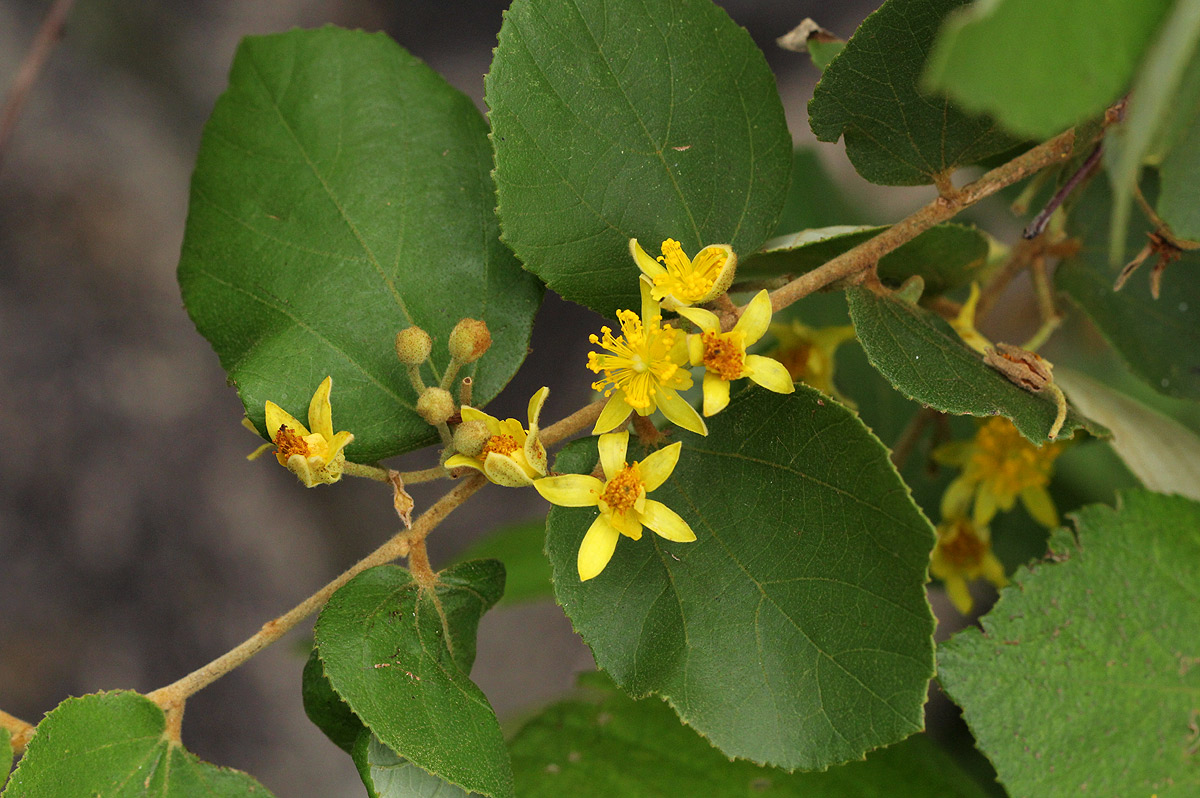 Grewia monticola