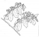 Grewia monticola