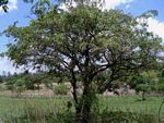 Grewia monticola