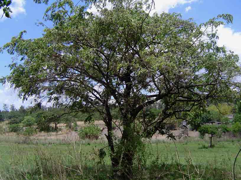 Grewia monticola