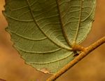Grewia monticola