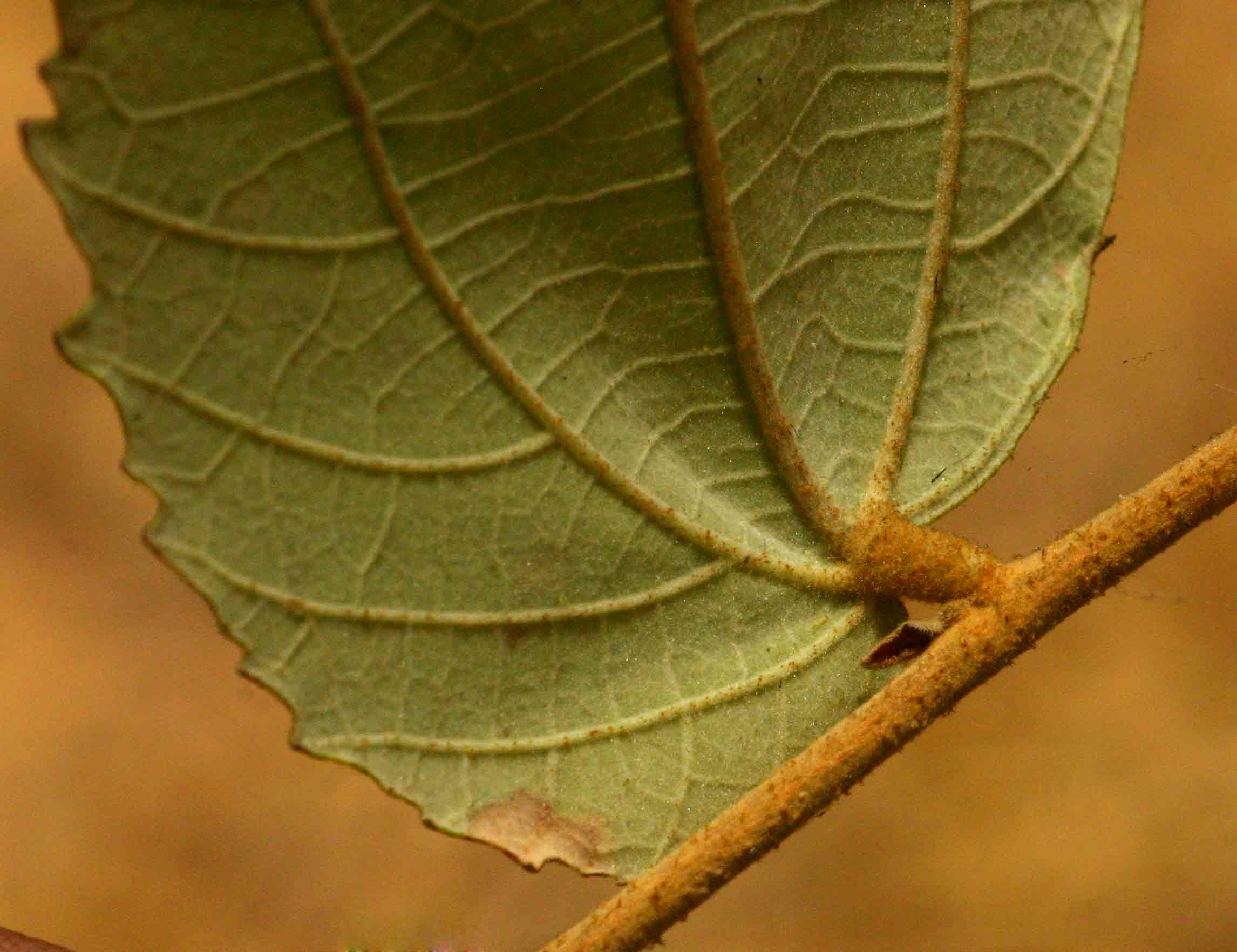 Grewia monticola