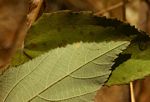 Grewia monticola