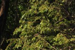 Grewia monticola