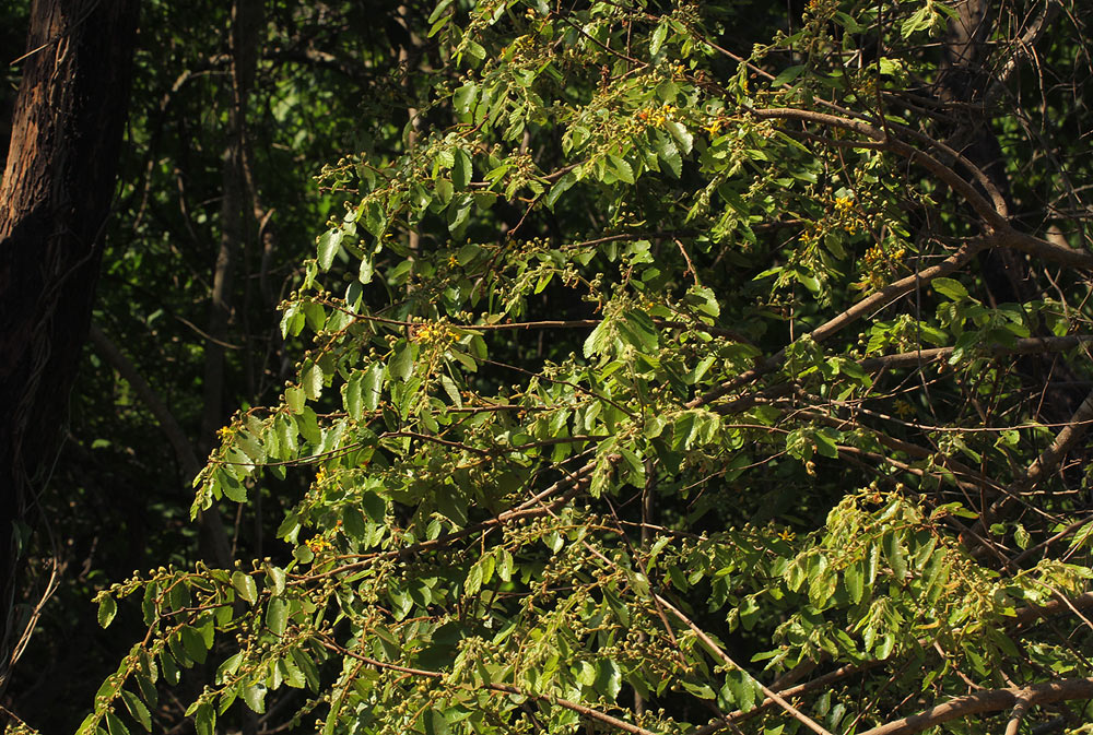 Grewia monticola